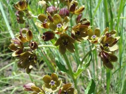 Schizoglossum hamatum